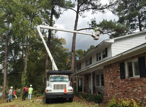 Best Arborist Consultation Services  in Chester Center, CT